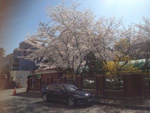 cherry blossom in korea 04
